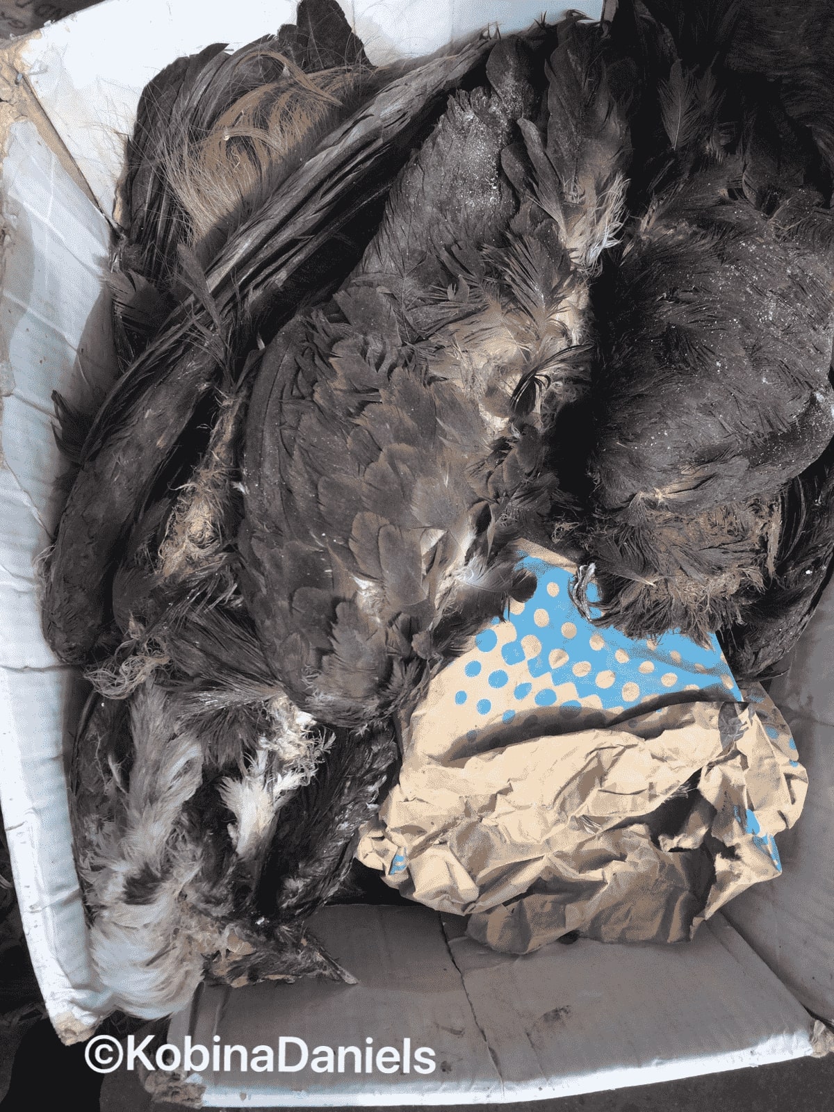 Three dead hooded vulture individuals